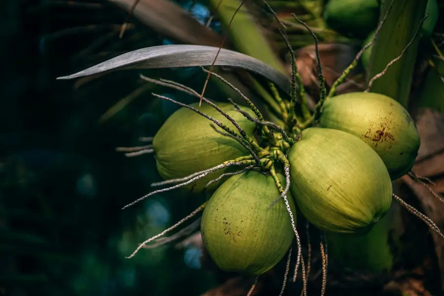 Tender coconut