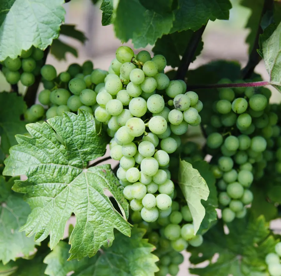 Grapes