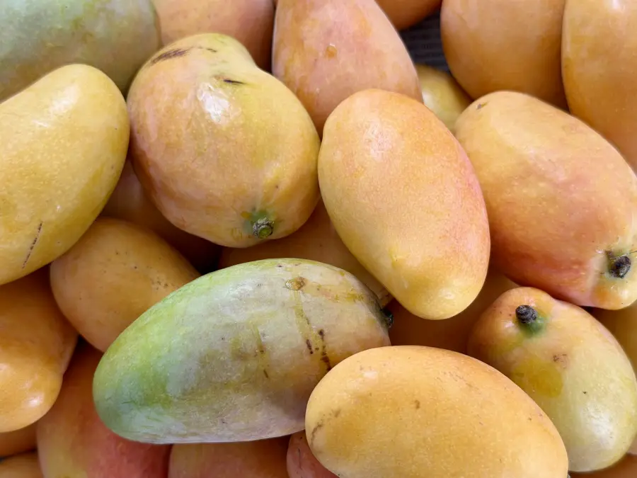 Mango