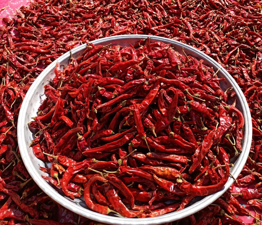Red chilli