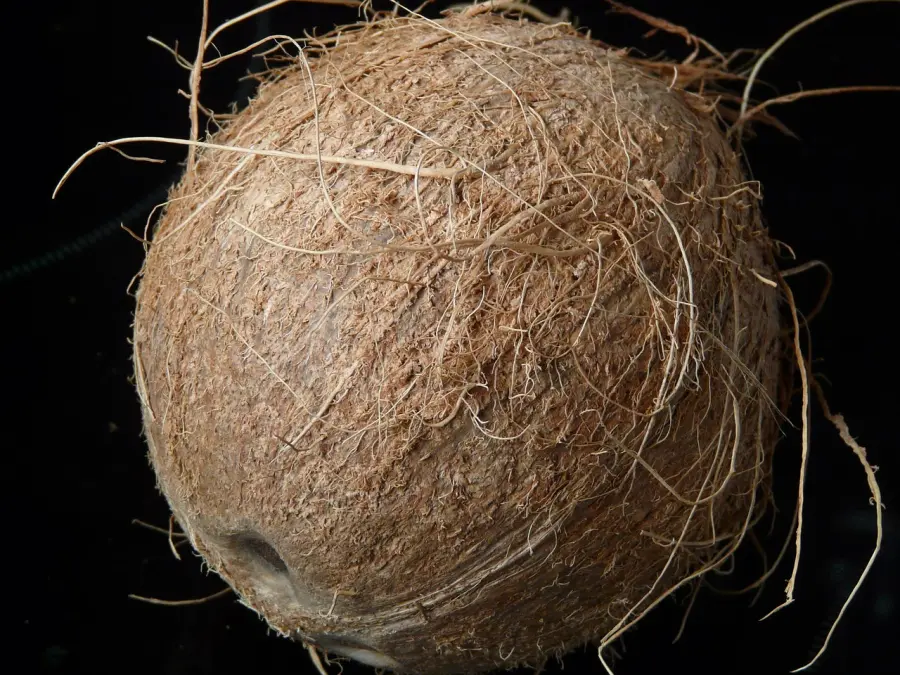 Semi-husk coconut