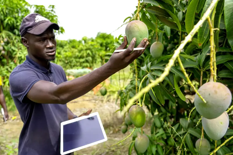A buyer inspecting mangoes on the tree