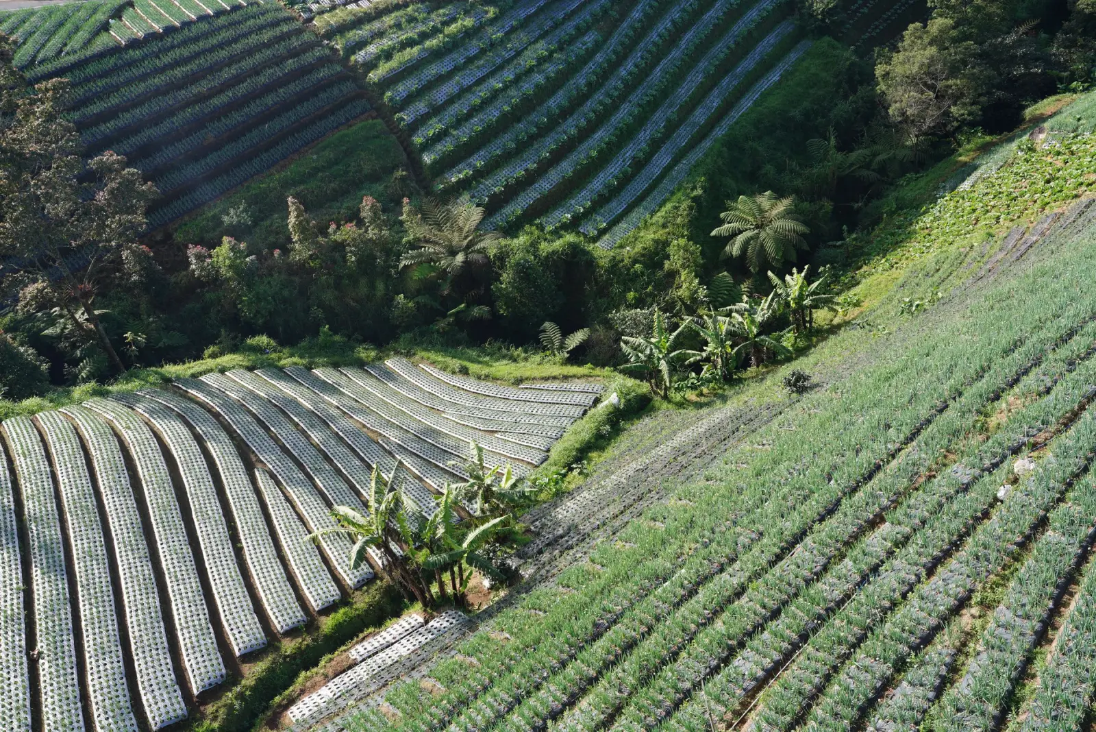 Terraced farmland on a hillside